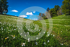 Hiking path on the flowery slope