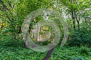 hiking path in forest, beautiful spring