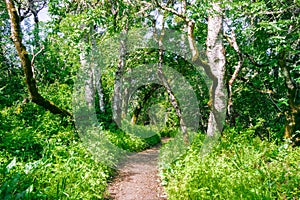 Hiking path going through a verdant forest in the spring, San Francisco bay area, California