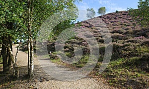 Hiking path through a heath area