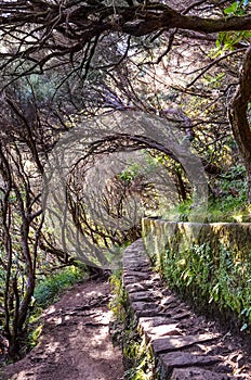 Hiking path in Laurel forest, part of Levada 25 Fontes in Madeira island, Portugal. Irrigation system canal, narrow stone way, and