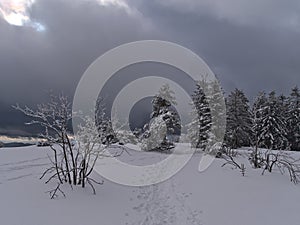 Hiking path leading over snow-covered meadow surrounded by bushes and trees with frozen branches on Schliffkopf, Black Forest.