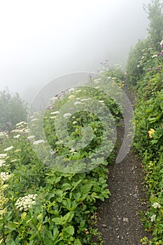 A hiking path leading through tall grass and wildflowers in a foggy mountain landscape