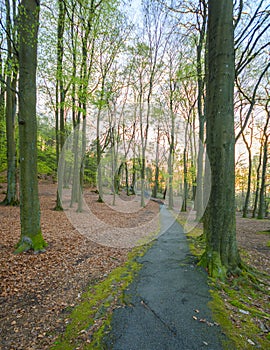 Hiking path leading to the top of hill