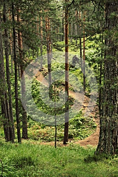 Hiking path leading through the woods