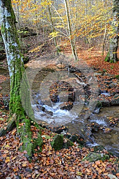 Hiking path through Maisinger Schlucht in Bavaria (Germany).