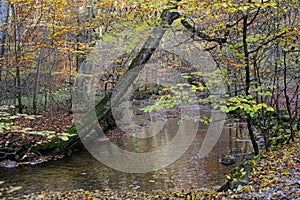 hiking path through Maisinger Schlucht in Bavaria (Germany). small river flowing. Beech forest