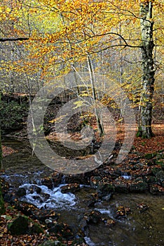 hiking path through Maisinger Schlucht in Bavaria (Germany). small river flowing. Beech forest