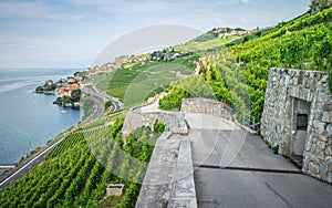 Hiking path in middle of Lavaux terraced vineyards and Rivaz village on Lake Geneva side in Lavaux Switzerland