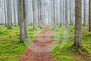 Hiking path in a misty spruce forest