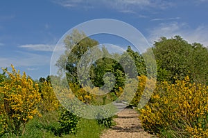 Hiking path through nature with scothc broom shrubs and lush green trees in Bourgoyen nature reserve, Ghent