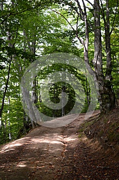 Hiking path in Piatra Craiului National Park. Zarnesti. Southern Carpathians. Romania