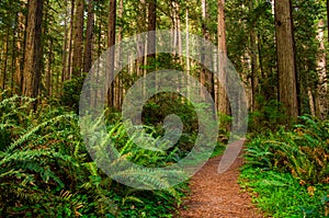 Hiking Path in Redwood Forest