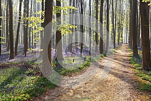 Hiking path in spring flowering forest