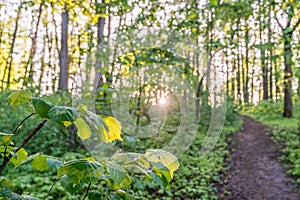 hiking path in spring sunset forest