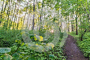 hiking path in spring sunset forest