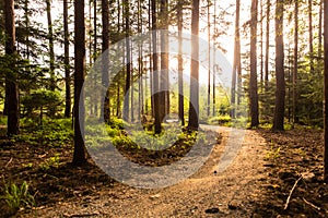 Hiking path and sunset in beadutiful woods photo