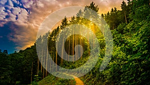 Hiking path and sunset in beautiful woods panoramic view, inspirational summer landscape in forest.