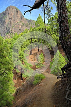 A hiking path surrounded by a pine forest and a volcanic landscape near Mirador (viewpoint) de la Cumbrecita