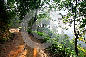 Hiking path through the trees to Little Adams Peak