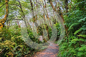 Hiking path through a verdant forest, Prairie Creek Redwoods State Park, California photo