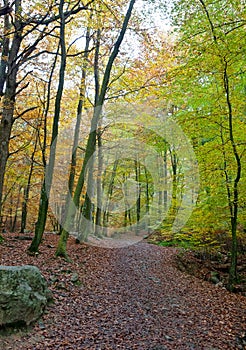 Hiking Path woods autumn, Ardens, Wallonia, Belgium