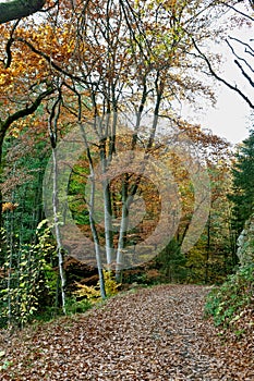 Hiking Path woods autumn, Ardens, Wallonia, Belgium