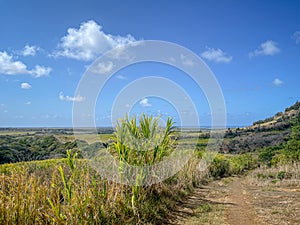 Hiking paths through fields of sugar cane, Grand River South East, Mauritius