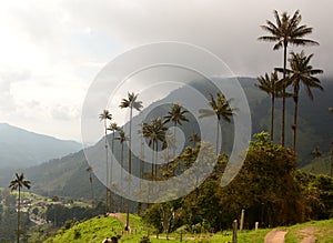 The hiking pathway in Cocora valley. Los Nevados National Natural Park. Quindio department. Colombia