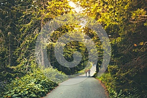 Hiking people walking in beautiful autumn forest