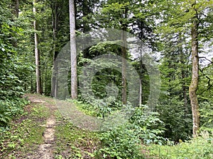 Hiking and recreational trails along Omladinsko Lake or bicycle paths around Lokvarsko Lake, Lokve - Croatia