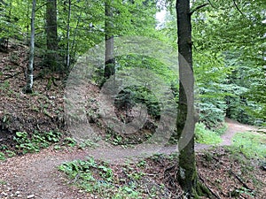 Hiking and recreational trails along Omladinsko Lake or bicycle paths around Lokvarsko Lake, Lokve - Croatia