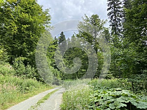 Hiking and recreational trails along Omladinsko Lake or bicycle paths around Lokvarsko Lake, Lokve - Croatia