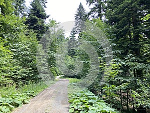 Hiking and recreational trails along Omladinsko Lake or bicycle paths around Lokvarsko Lake, Lokve - Croatia