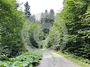 Hiking and recreational trails along Omladinsko Lake or bicycle paths around Lokvarsko Lake, Lokve - Croatia