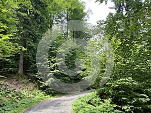 Hiking and recreational trails along Omladinsko Lake or bicycle paths around Lokvarsko Lake, Lokve - Croatia