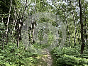 Hiking and recreational trails along Omladinsko Lake or bicycle paths around Lokvarsko Lake, Lokve - Croatia