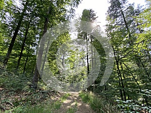 Hiking and recreational trails along Omladinsko Lake or bicycle paths around Lokvarsko Lake, Lokve - Croatia