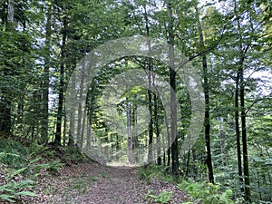 Hiking and recreational trails along Omladinsko Lake or bicycle paths around Lokvarsko Lake, Lokve - Croatia