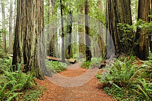 Hiking in Redwood national park photo