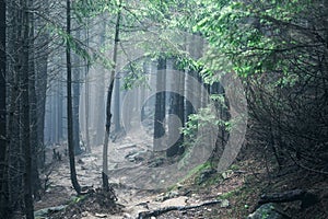 Hiking rocky path trail in foggy misty woodland