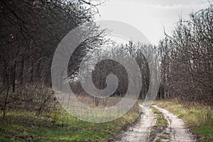 Hiking sandy dirt path in the Suboticka pescara, near the Serbia city of Subotica, in Vojvodina.