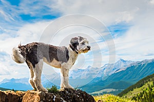 Hiking Sheepdog