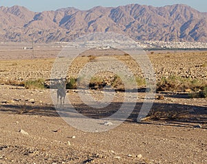 Hiking in Shehoret mountains, south Israel, gazelle stands near acacia tree