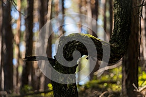 hiking sign in the beatiful landscape of the pfÃ¤lzer wald wood hills, rheinland-pfalz, germany