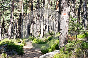hiking sign in the beatiful landscape of the pfÃ¤lzer wald wood hills, rheinland-pfalz, germany