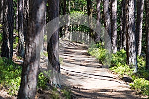 hiking sign in the beatiful landscape of the pfÃ¤lzer wald wood hills, rheinland-pfalz, germany