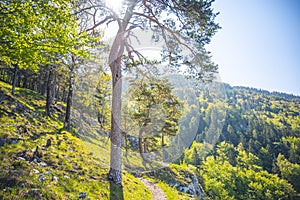 Hiking in slovakia moutains. View from the hills. Ostra, tlsta Peak, Velka Fatra. Slovakia.