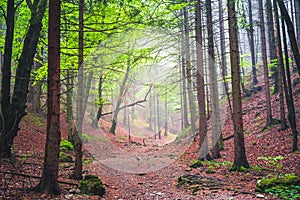 Turistika po slovenských horách. Pohľad z kopcov. Ostra, Vrch tlsta, Velka Fatra. Slovensko.