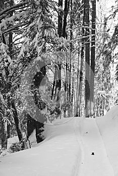 Hiking in the snow